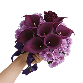 Elegant Calla Lilies