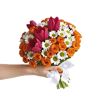 Scarlet Tulip Splendor