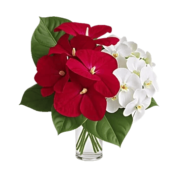 Modern White Orchids