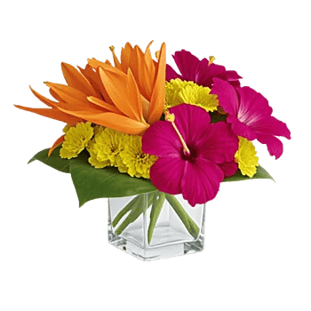 Petal Radiance Bliss