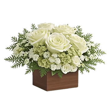 Modern White Orchids