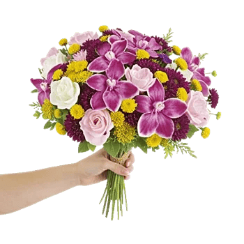 Serenity Orchid Bloom