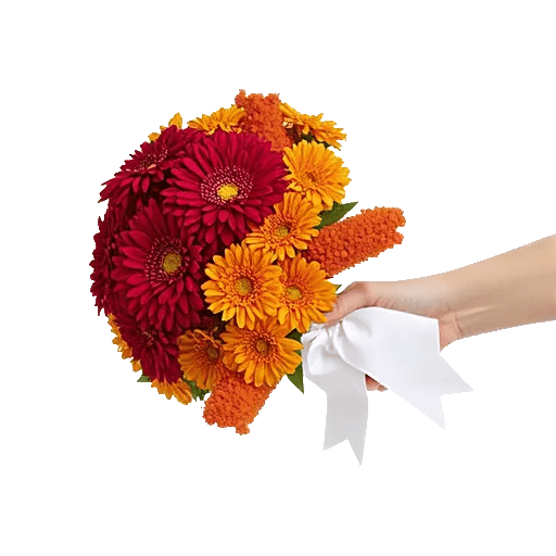 Scarlet Beauty Fusion