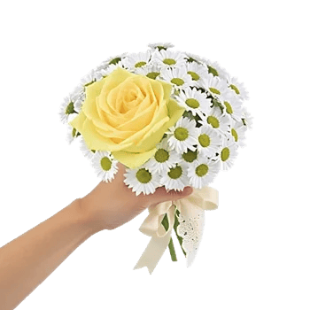 Blushing Rose Symphony