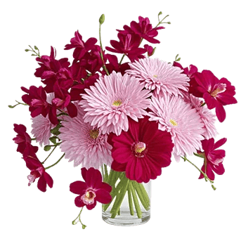 Orchid Bloom Cascade