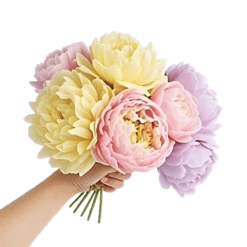 Peony Petal Harmony