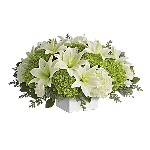 Minimalist White Orchids