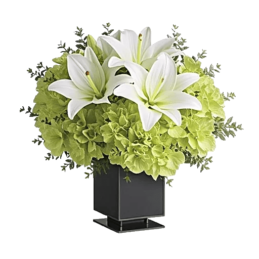 Ivory Blossom Radiance