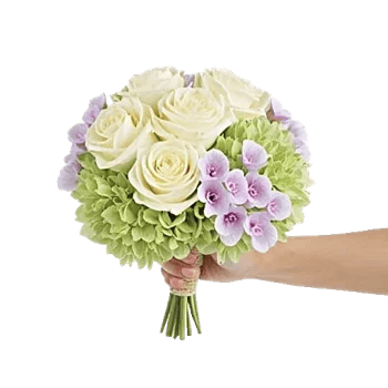 Serene Petal Harmony