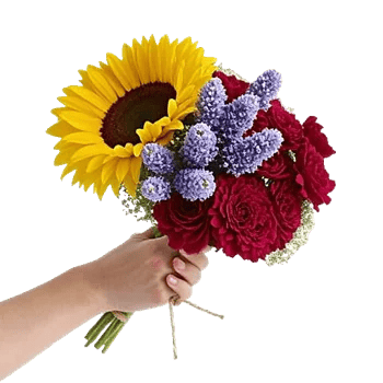 Twinkling Sunflower Dance