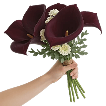 Elegant Calla Lilies