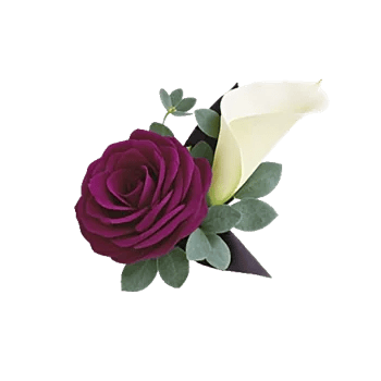 Elegant Calla Lilies