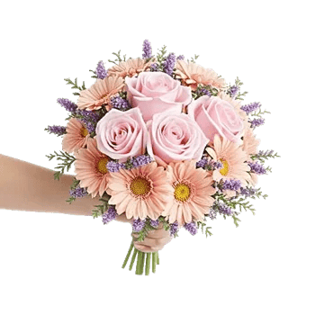Pastel Pink Roses