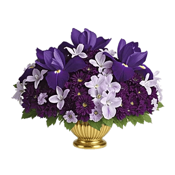 Opal Orchid Delight