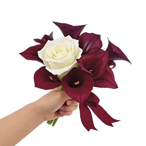 Elegant Calla Lilies