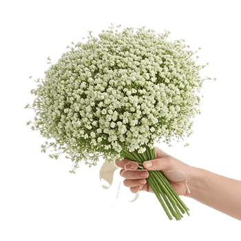 Blossom Radiant Whisper