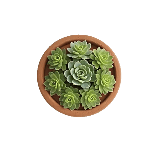 Modern White Orchids