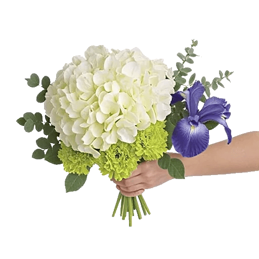 Ivory Blossom Radiance