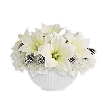 Ivory Blossom Radiance