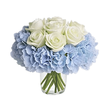 Ivory Blossom Radiance