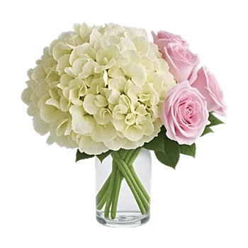 Ivory Blossom Radiance