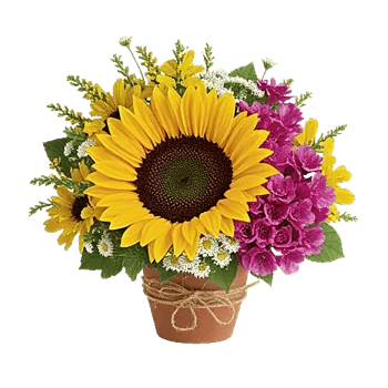 Amber Sunflower Glow