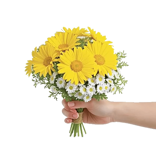 Enchanting Daisy Garden