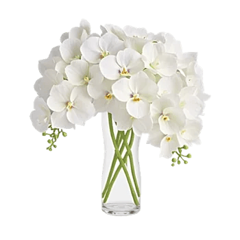 Orchid Bloom Cascade