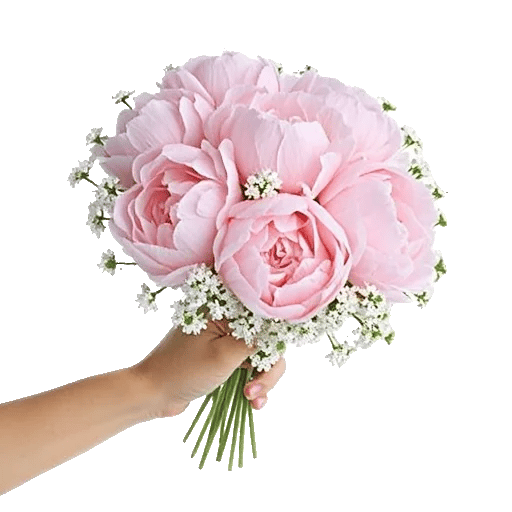 Peony Petal Harmony