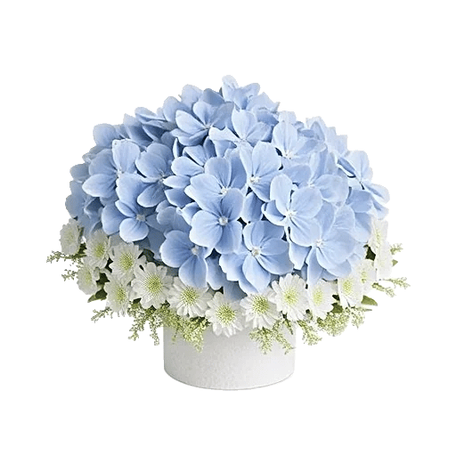 Sapphire Bloom Whisper