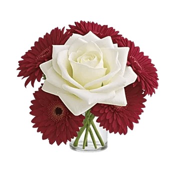 Crimson Rose Elegance