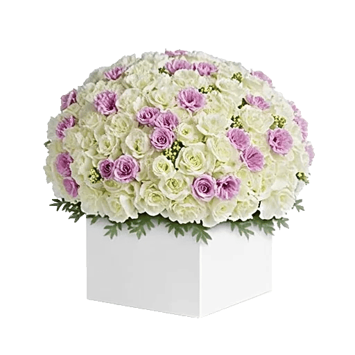 Ivory Blossom Radiance