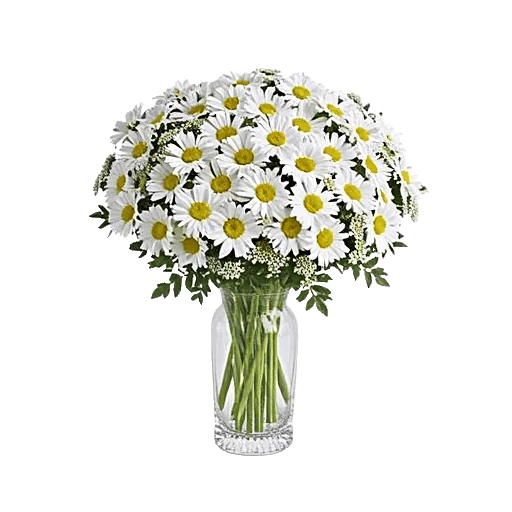 Ivory Blossom Radiance