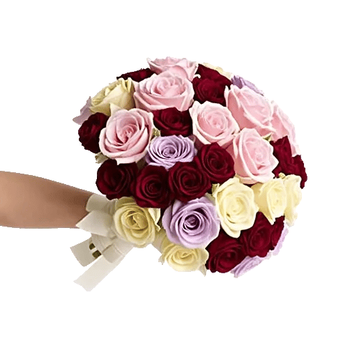 Blushing Rose Symphony