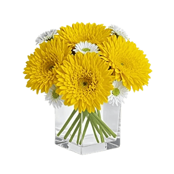Petal Radiance Bliss