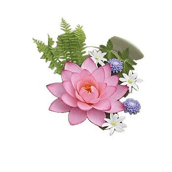 Serenity Orchid Bloom