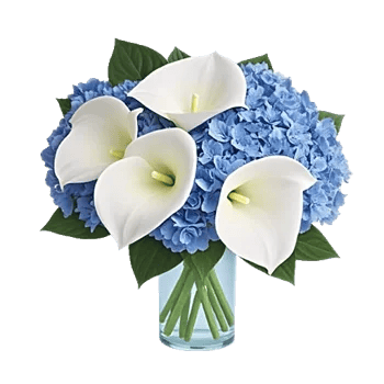 Elegant Calla Lilies