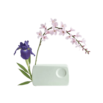 Minimalist White Orchids