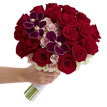 Blushing Rose Symphony