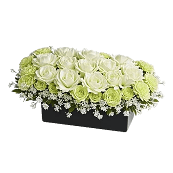 Modern White Orchids