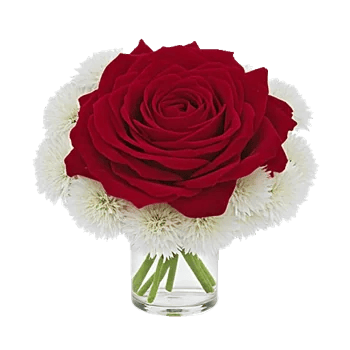 Radiant Rose Symphony