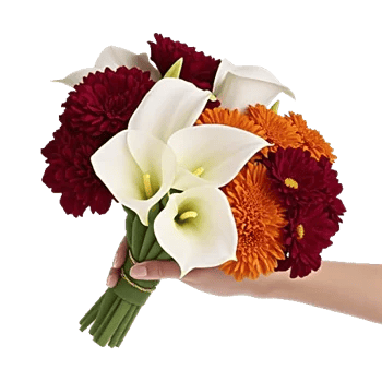 Elegant Calla Lilies