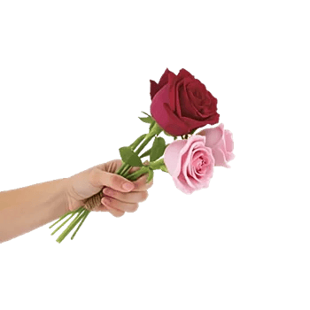 Crimson Rose Elegance