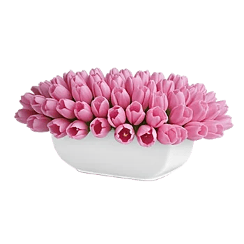 Velvet Tulip Display