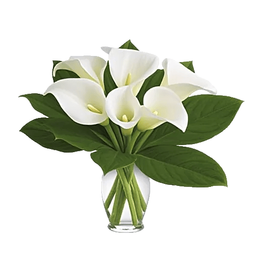 Elegant Calla Lilies