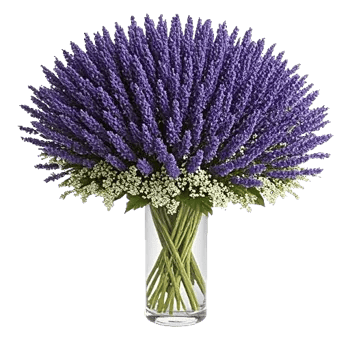 Lavender Bloom Grace