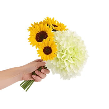 Twinkling Sunflower Dance