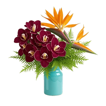 Serenity Orchid Bloom