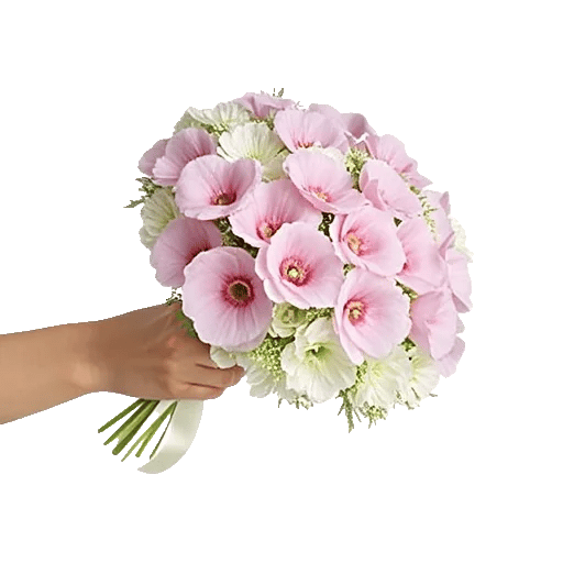 Petal Softness Display