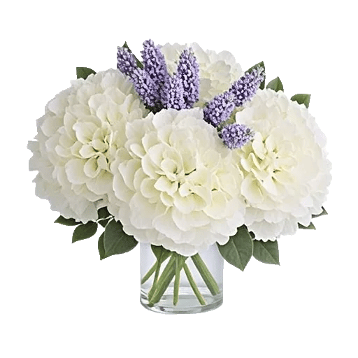 Serene Petal Harmony